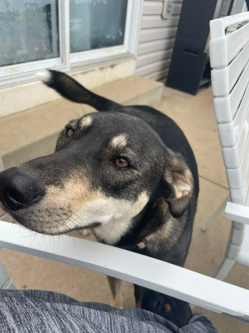 Nala Springfield thumbnail 4