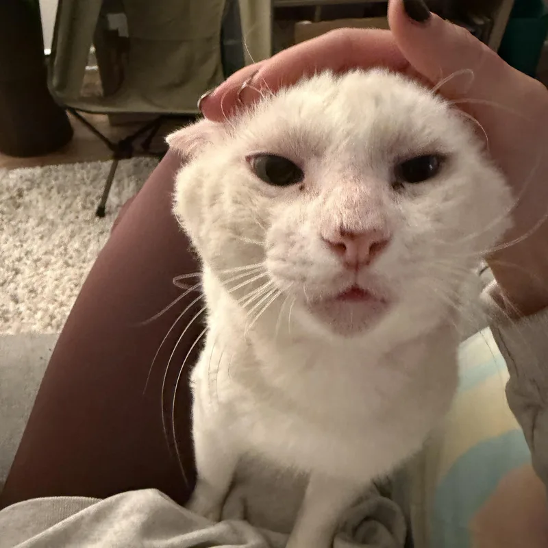 Dimitri  The Low thumbnail 2