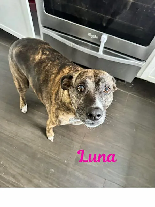 Luna thumbnail 2