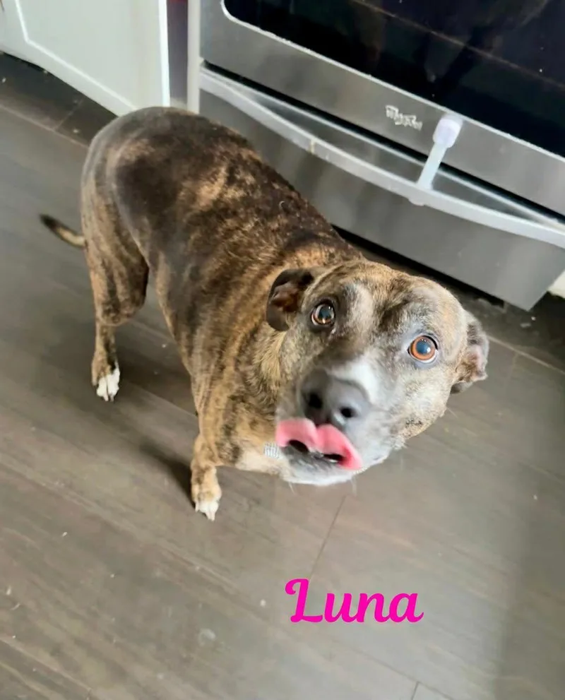 Luna thumbnail 4