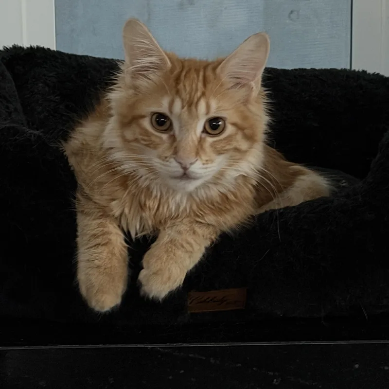 Mel  Soft And thumbnail 2