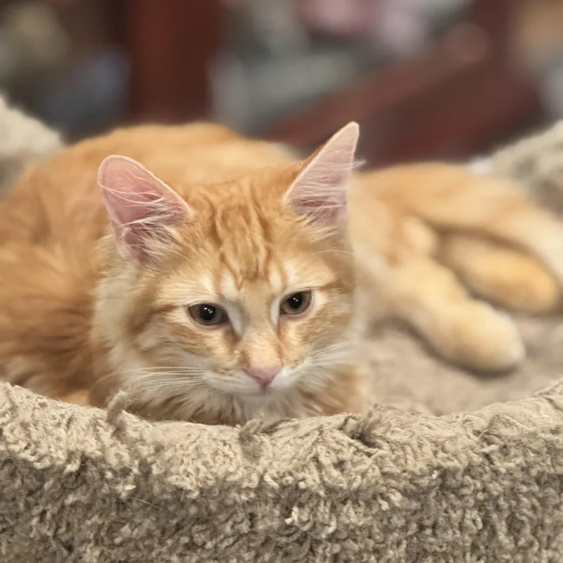 Mel  Soft And thumbnail 6