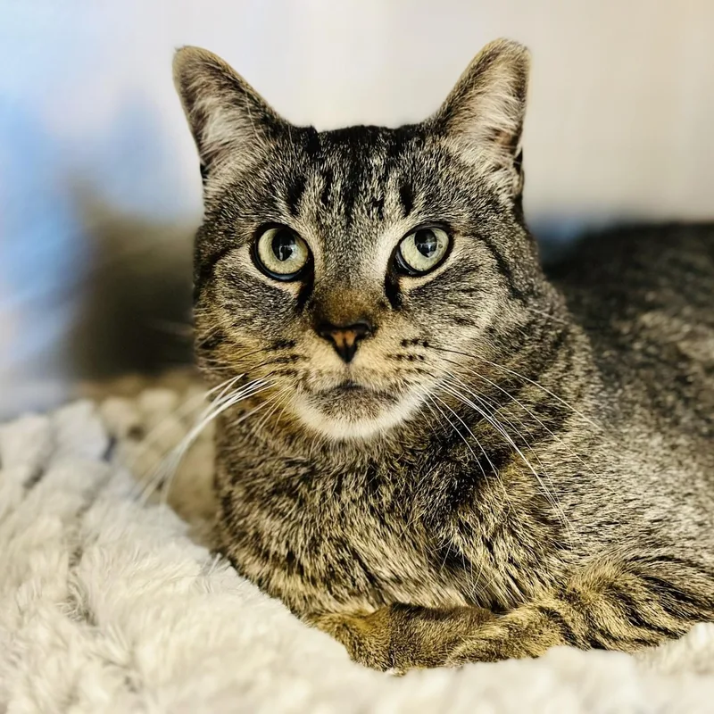 A senior medium-sized male Tabby (Brown / Chocolate) Domestic Short Hair cat named Simba for adoption in Manahawkin, NJ