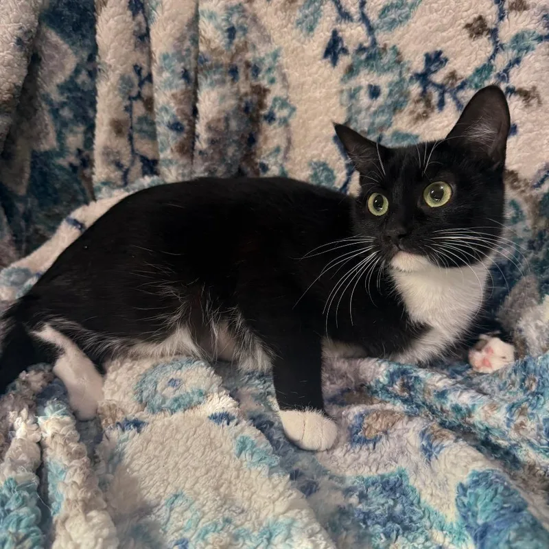 An adult medium-sized female Black Domestic Short Hair cat named Boba for adoption in Brea, CA
