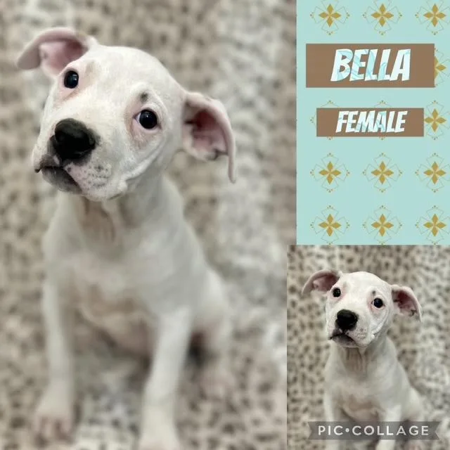 Bella