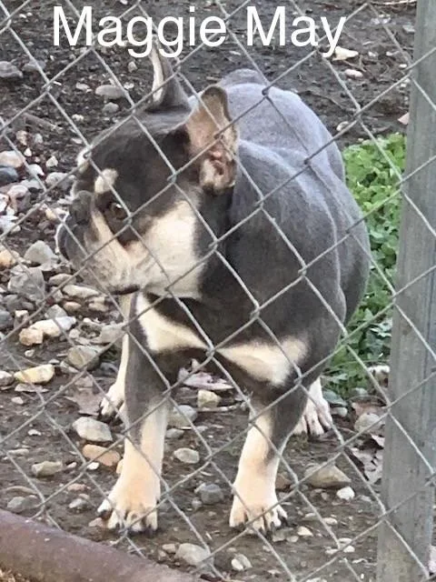 Maggie May