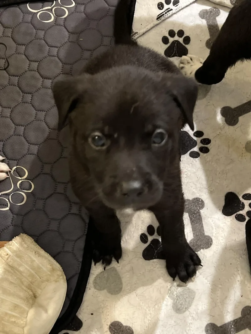 Jasmine  Flower Power