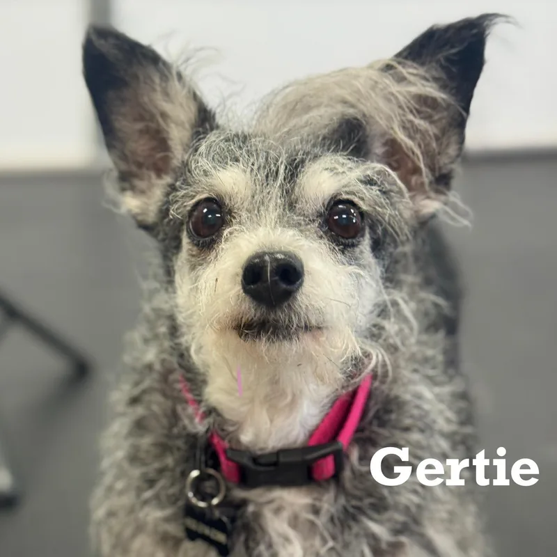Gertie