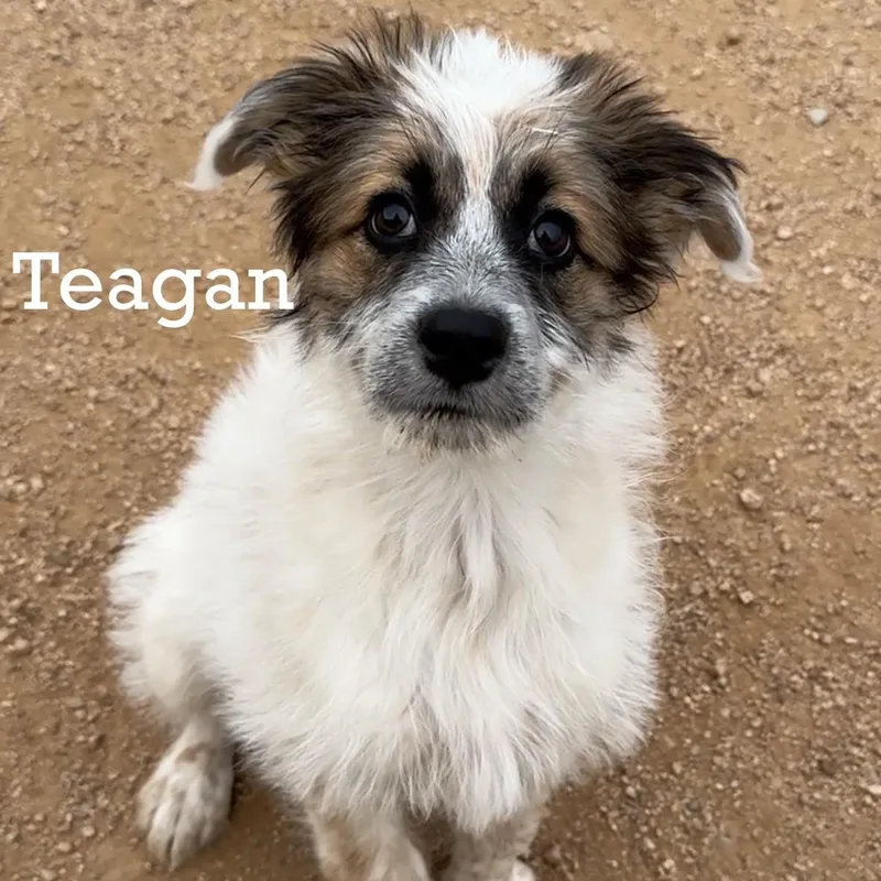 Teagan
