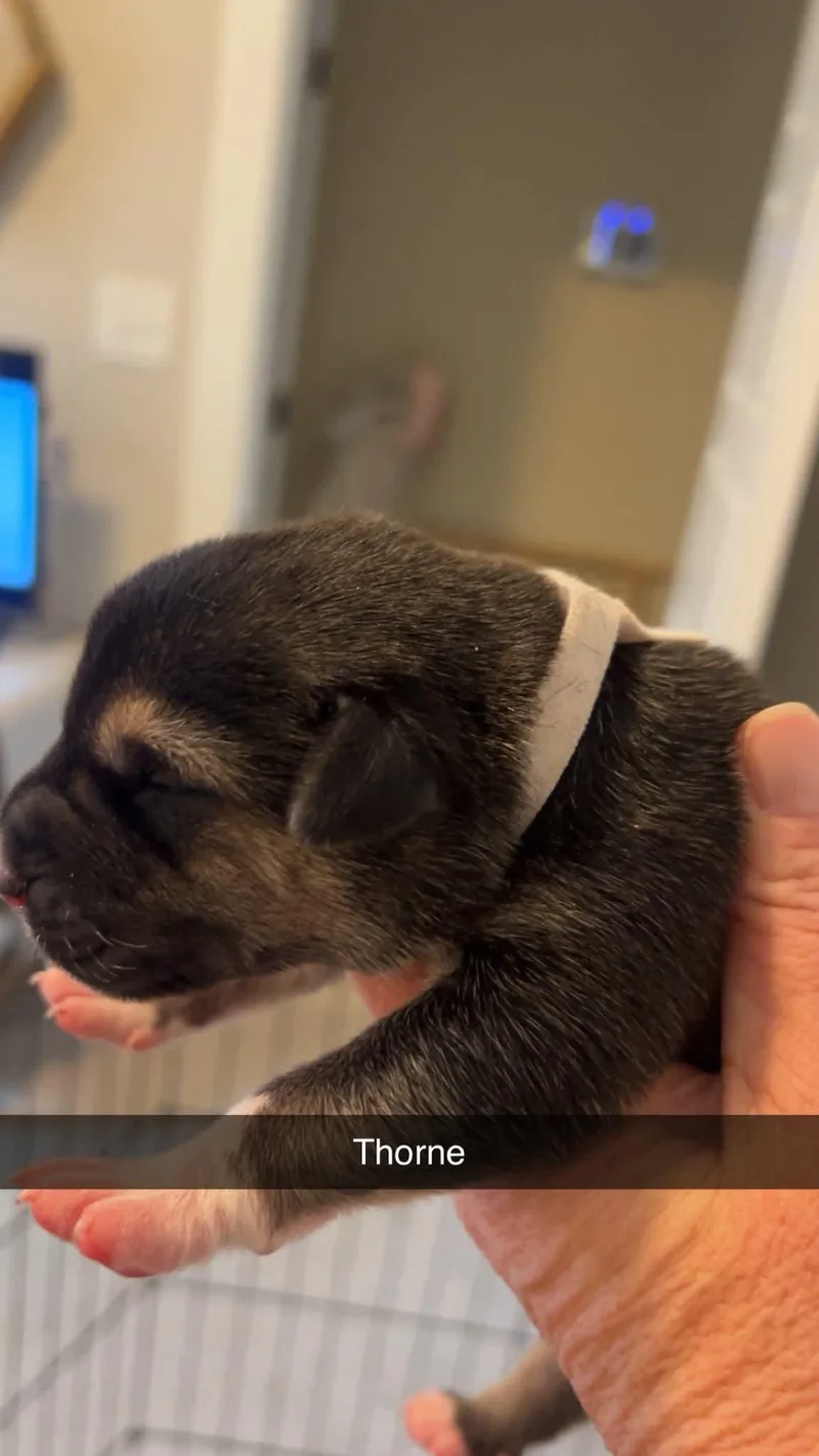 Thorne  Flower Power