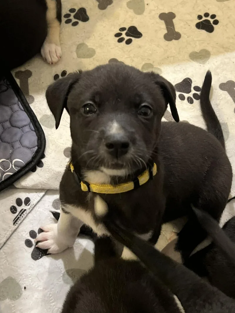 Daisy  Flower Power thumbnail 2