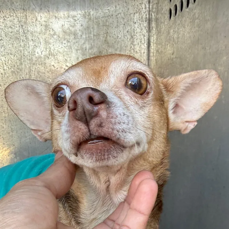 Honey Dew thumbnail 2