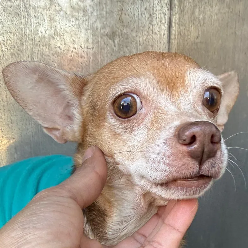 Honey Dew thumbnail 3