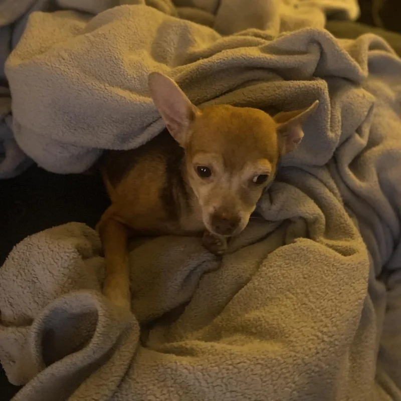 Honey Dew thumbnail 4