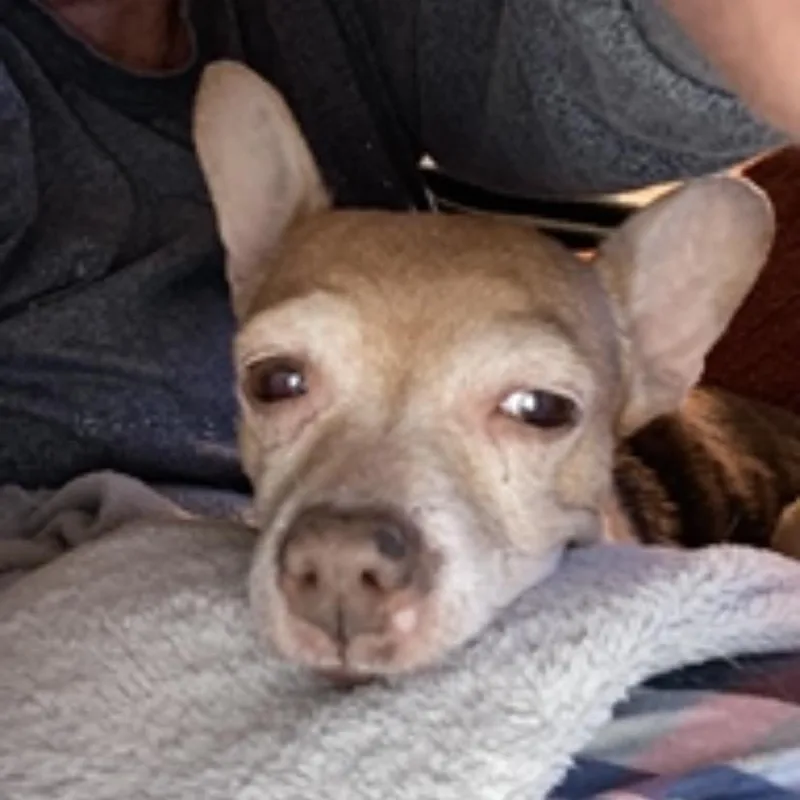 Honey Dew thumbnail 5