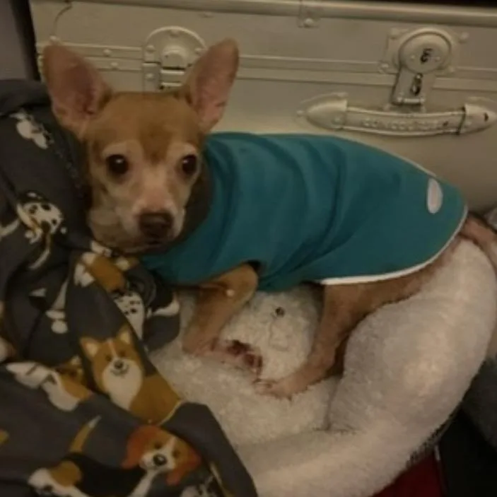 Honey Dew thumbnail 6