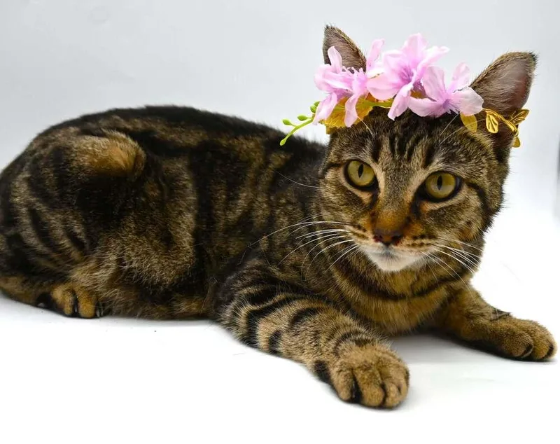 Princess Di thumbnail 2