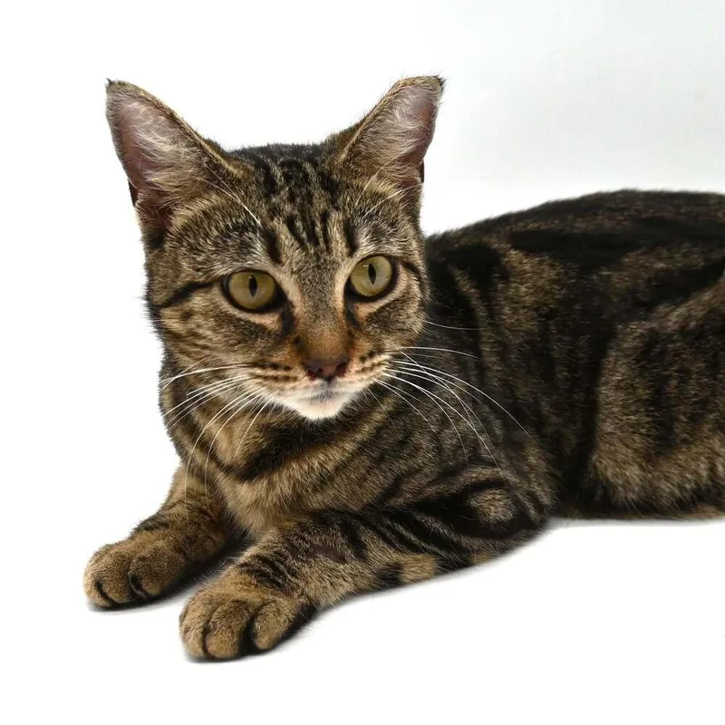 Princess Di thumbnail 3