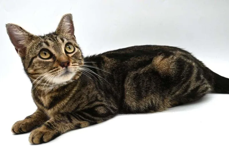 Princess Di thumbnail 4