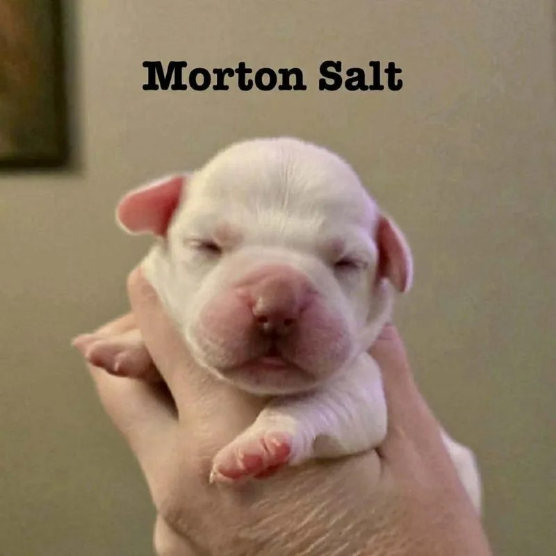 Morton Salt thumbnail 2
