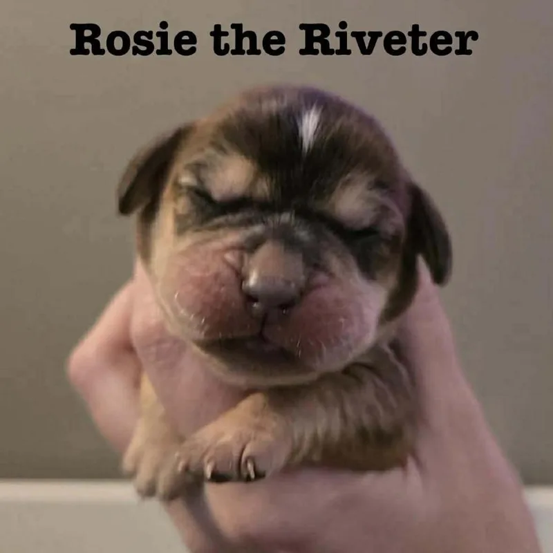 Rosie The Riveter thumbnail 2