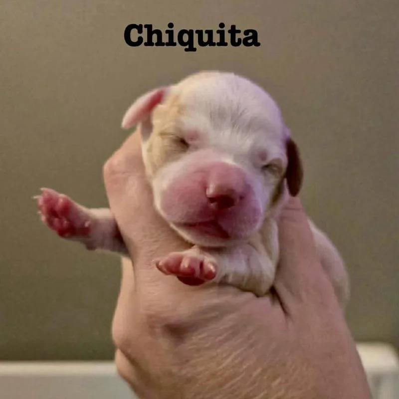 Chiquita thumbnail 2