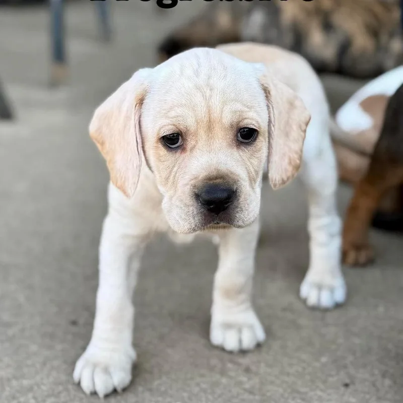 Flo With Progressive