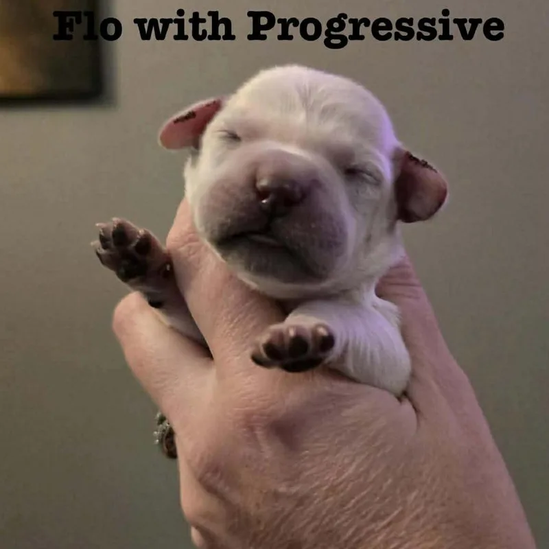 Flo With Progressive thumbnail 2