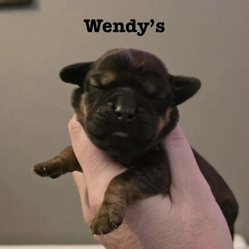 Wendy's
