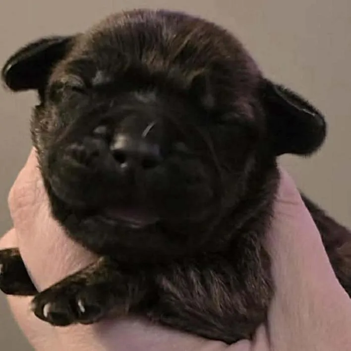 Sun Maid Raisins thumbnail 2