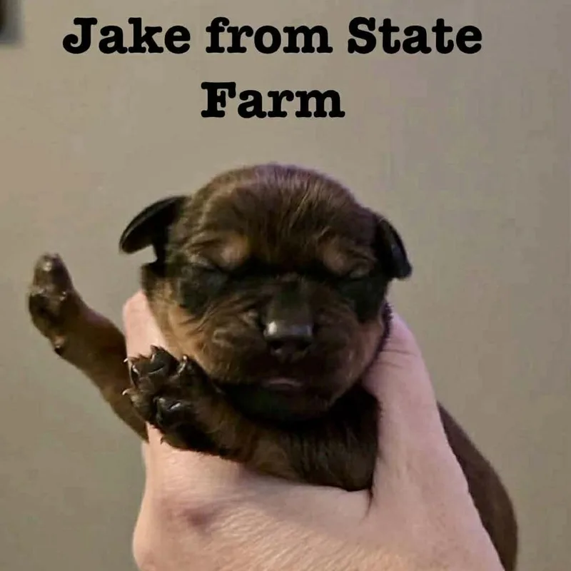 Jake From State Farm
