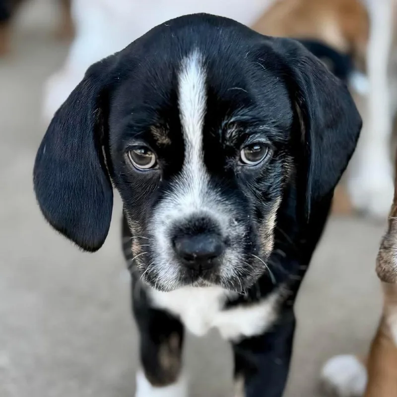 Josephine The Plumber
