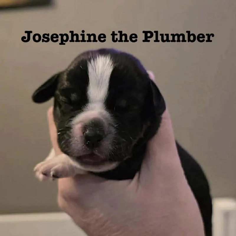 Josephine The Plumber thumbnail 2
