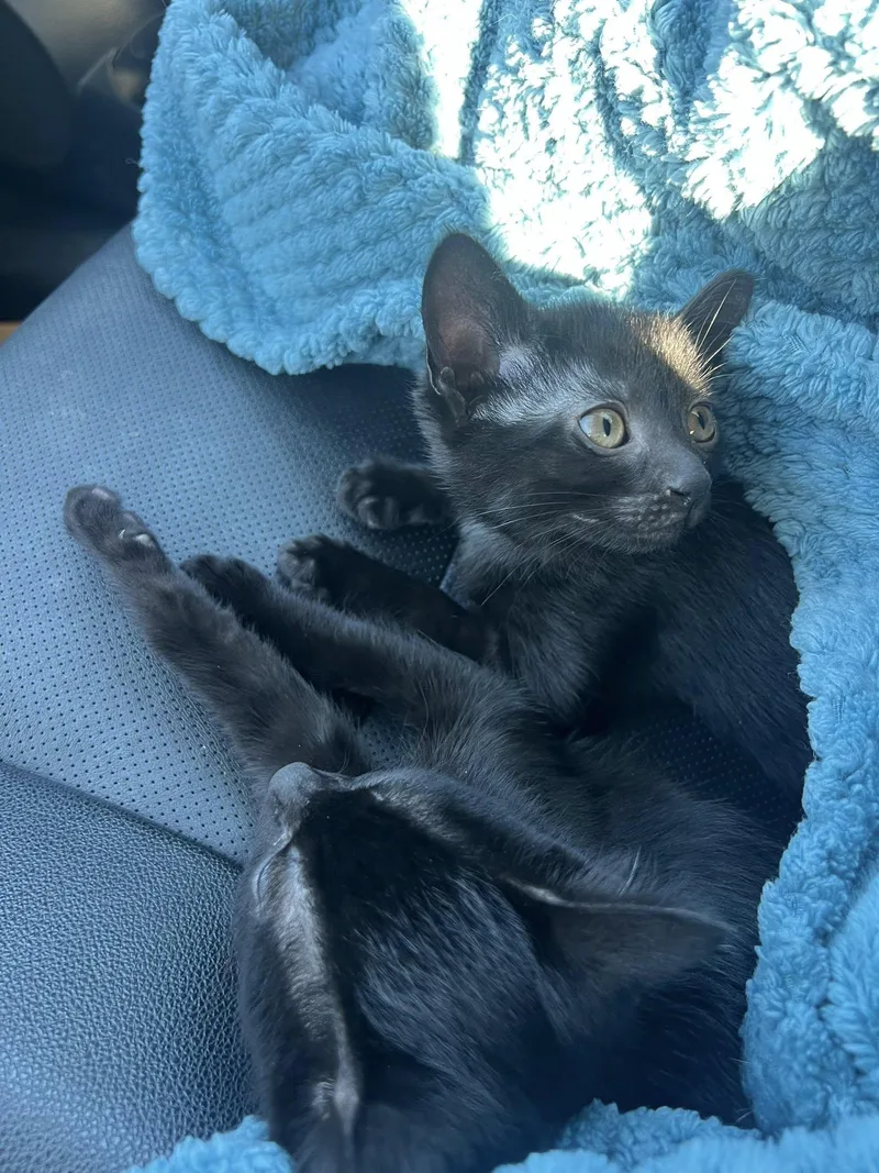 Broccoli thumbnail 2