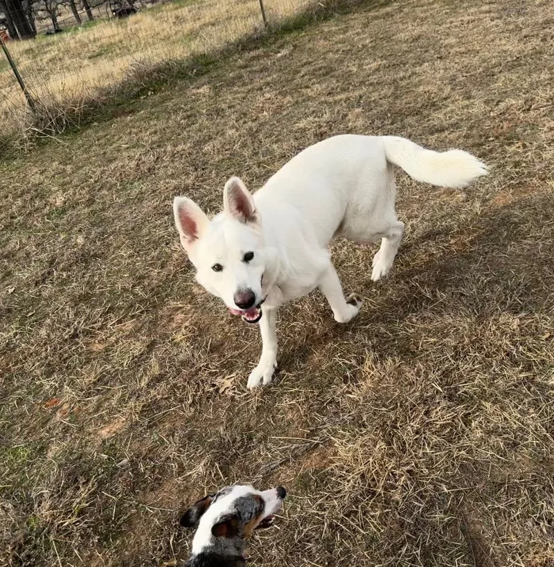 Mr Snowball thumbnail 2