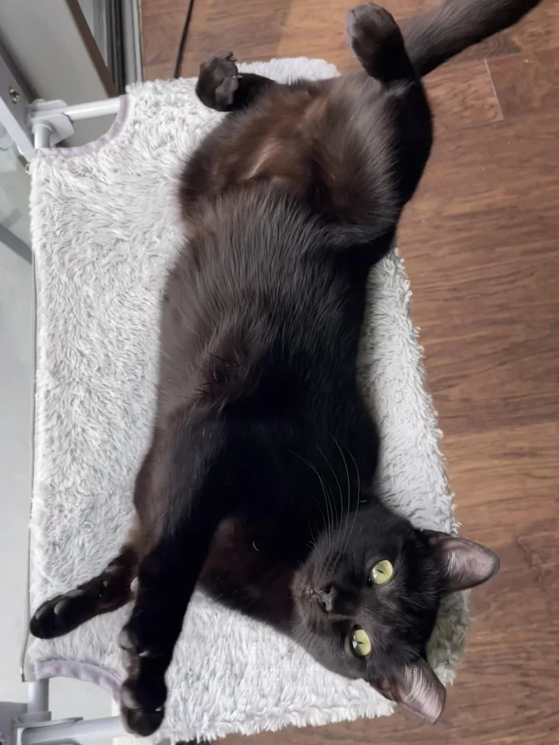 Magic — The Belly thumbnail 4