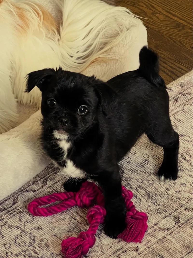 Colonel Bob Buttons thumbnail 2