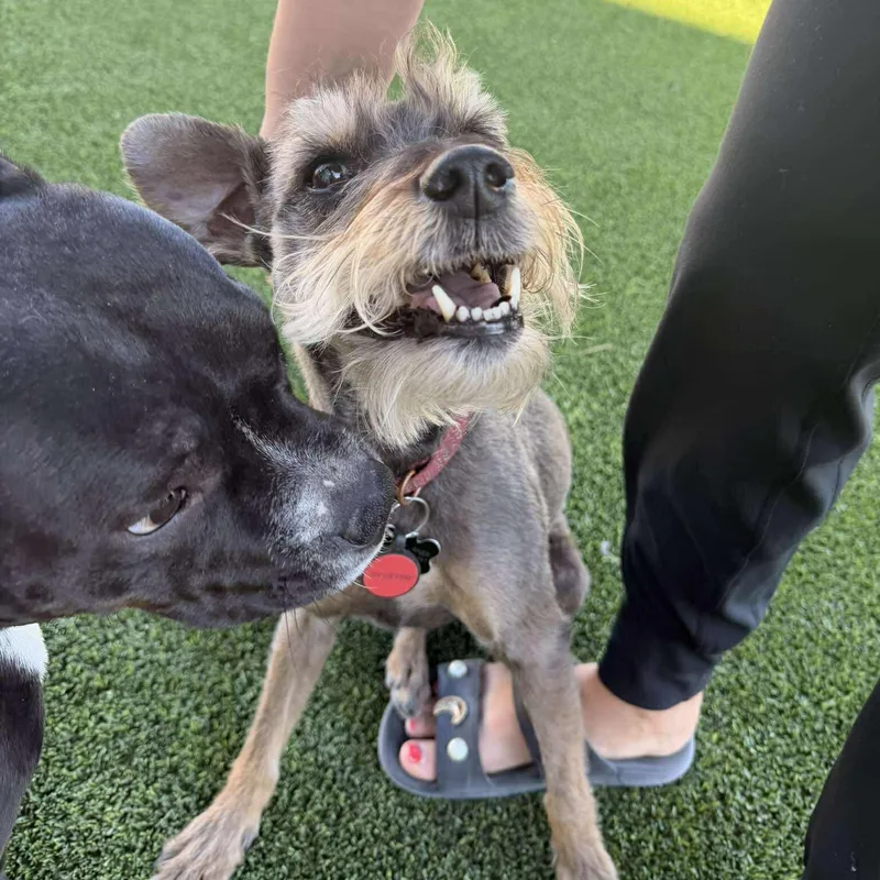 Prinston thumbnail 4