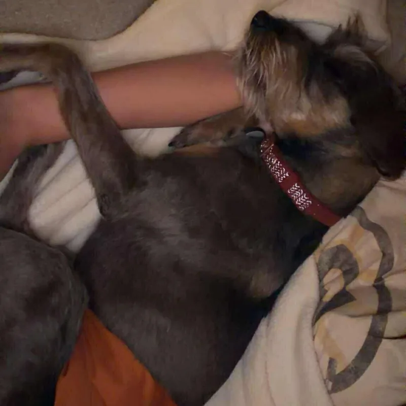 Prinston thumbnail 5