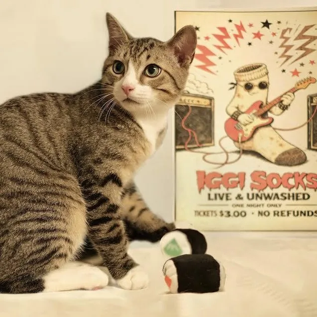 Iggy Socks thumbnail 2