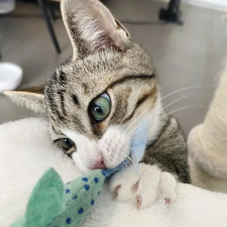 Iggy Socks thumbnail 3