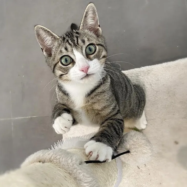 Iggy Socks thumbnail 4