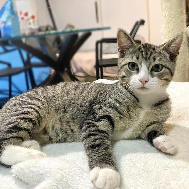 Iggy Socks thumbnail 6