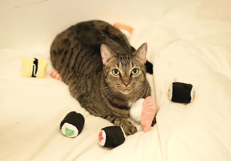 Iggy Socks And Sashimi thumbnail 2