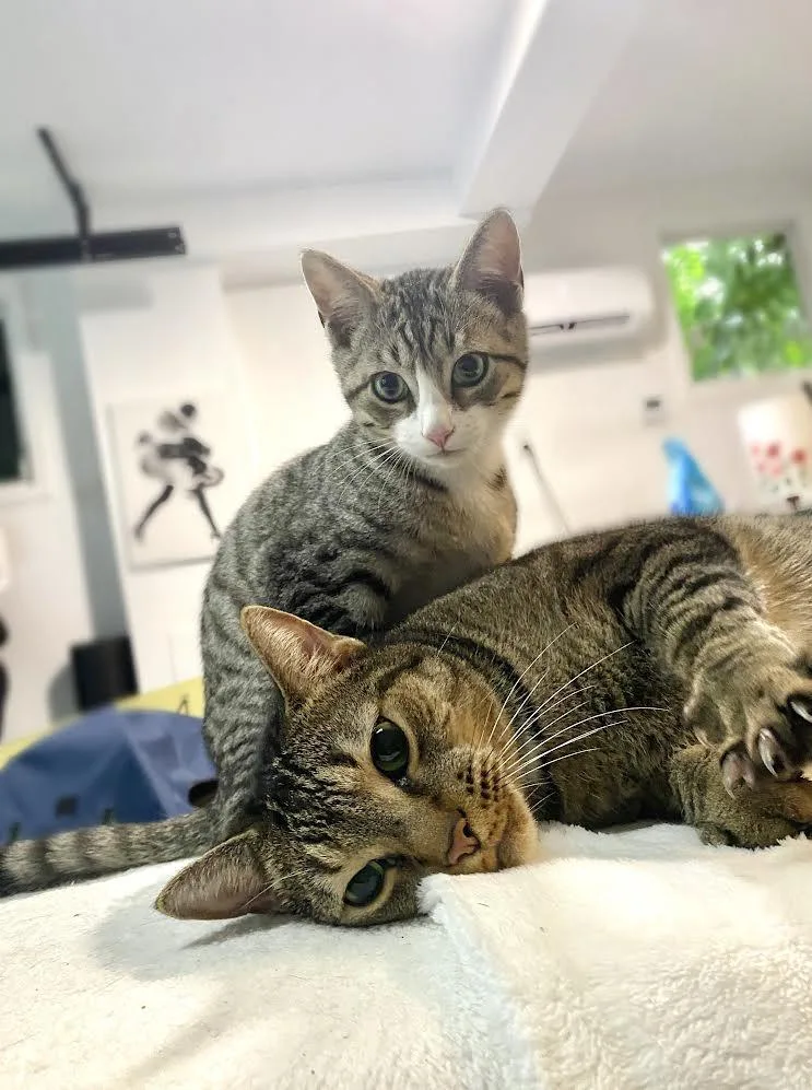 Iggy Socks And Sashimi thumbnail 4