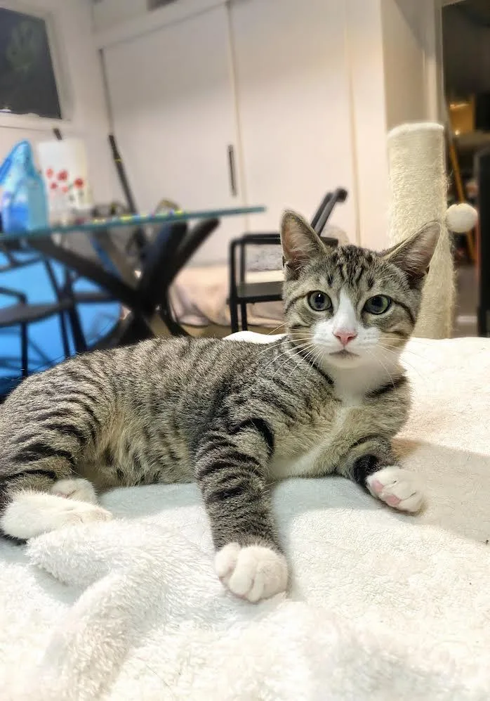 Iggy Socks And Sashimi thumbnail 5