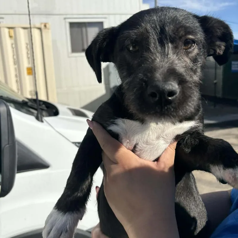 Vader City Of Industry