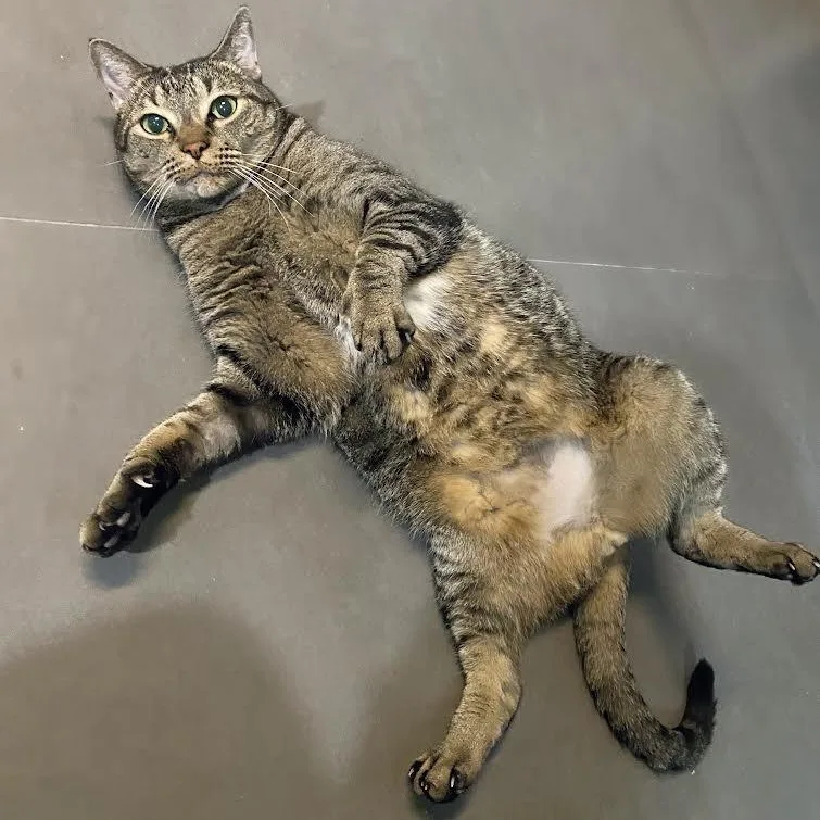 Sashimi And Iggy Socks thumbnail 4