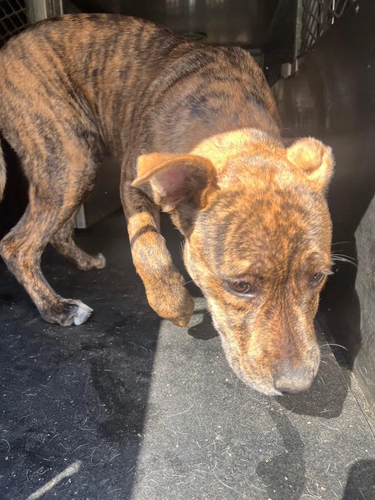 A young small-sized male Airedale Terrier dog named Duck for adoption in Rome, GA