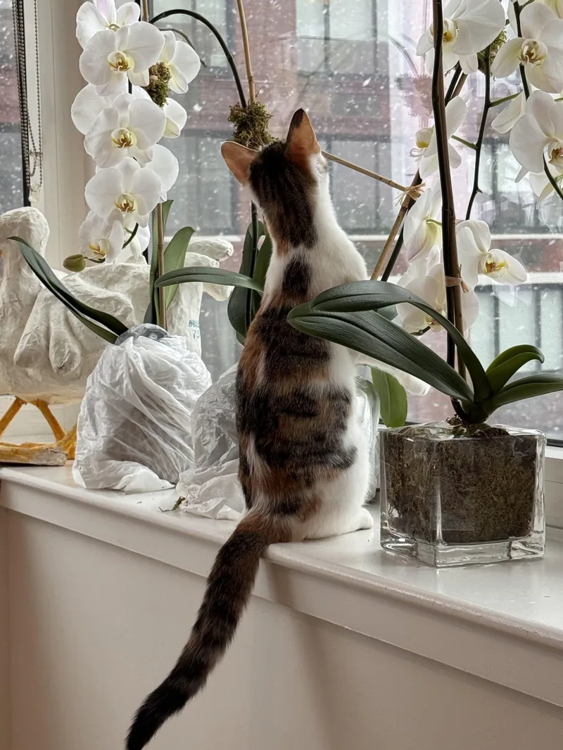 Buttercup thumbnail 2